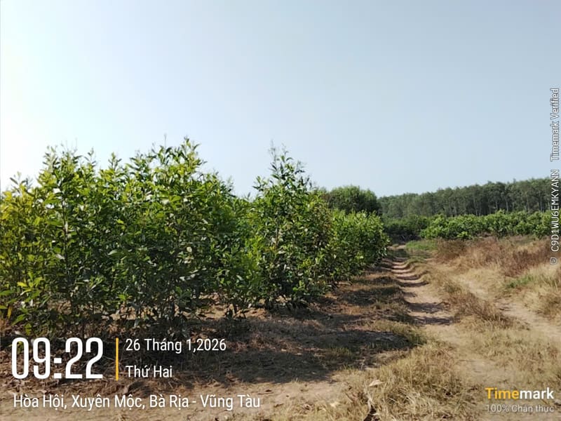 TS708_Bán đất tại Huyện Xuyên Mộc, Bà Rịa Vũng Tàu